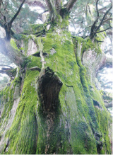 推定樹齢1300年の春埜杉 Harunosugi