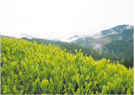 天竜川が天竜川が山あいの中央を流れる雄大な自然の中で育まれたお茶。爽快ですがすがしい香り。うまみと渋みが調和し、うまみの余韻があります。
